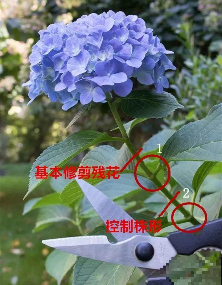 8月养花，头等大事就是修剪，剪的及时，明年坐等爆花！