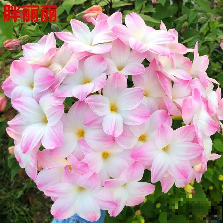 死不了的花，5年生了10麻袋，大铲车挖了一天！