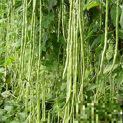 这菜一到夏天就生机勃勃，现在不播一次，只能再等明年啦！