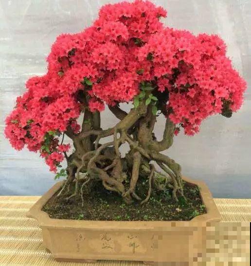 这花就得多喝水，1天1瓢水，轻轻松松养爆盆！