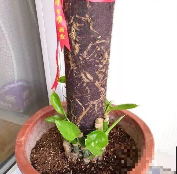 这么贵的花，路边扔了一大堆，丢人也要捡！