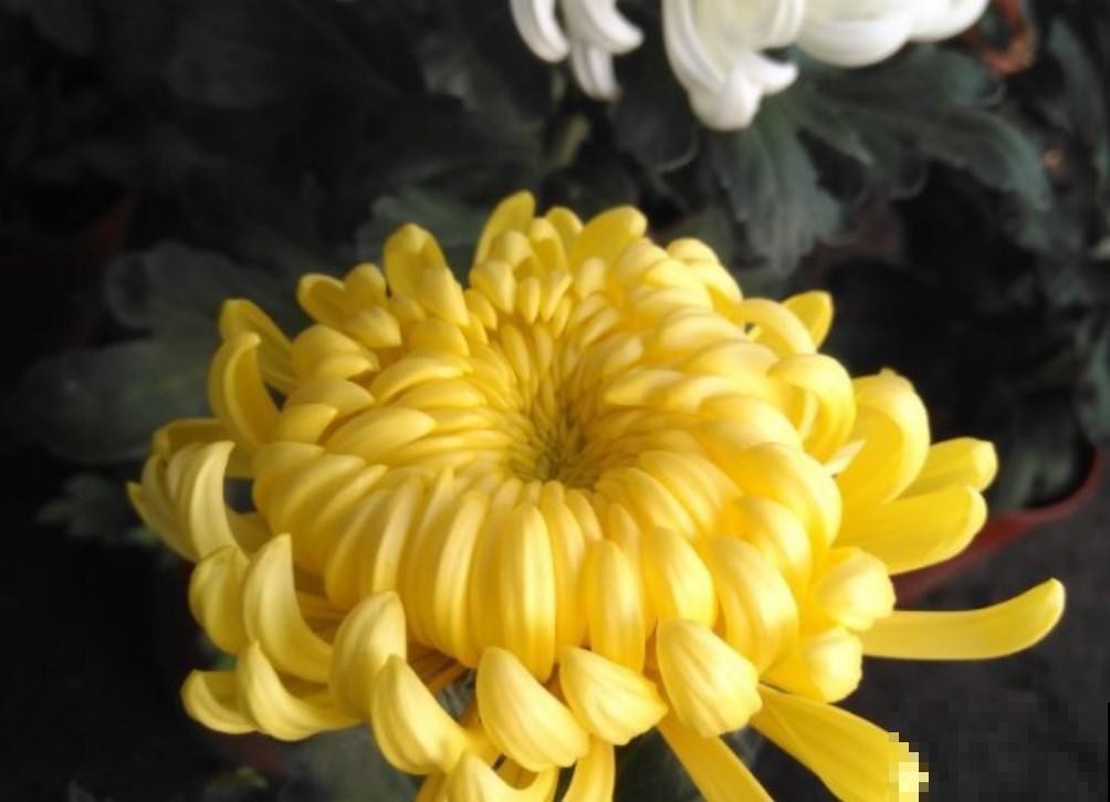 耐冻的花卉，你们家里养了那些？