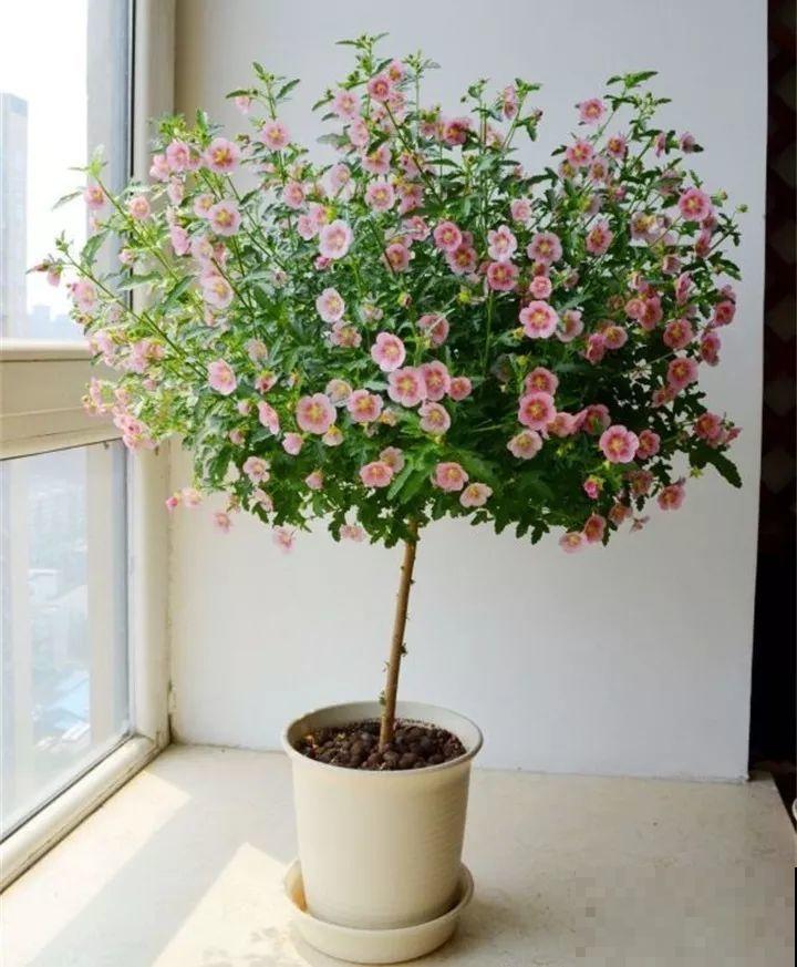 这8种花，拿棍子一绑凹个造型，身价嗖嗖往上翻！