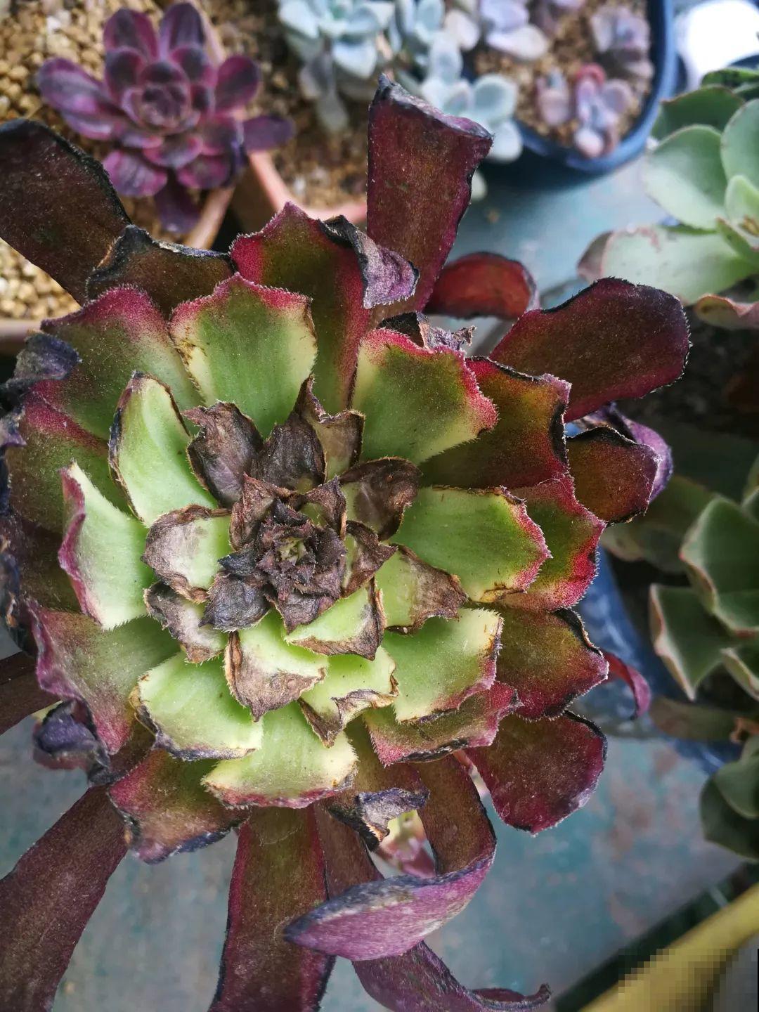 30种常见花的夏季浇水方法，告别烂根黄叶，养花无忧！