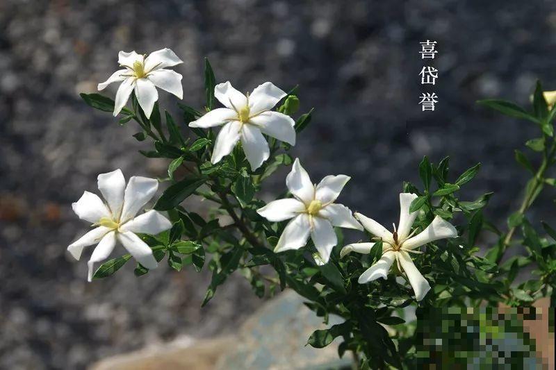 公认难养的花，他花10年时间养成盆景，价值翻倍！