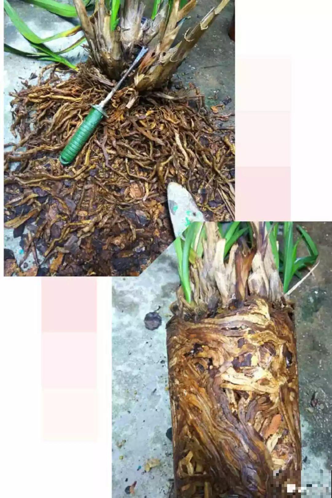 家里有这8种花，现在最容易死，别乱浇水！