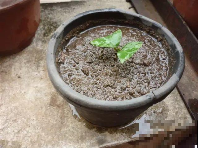 这花剪一茬开一茬，越晒花越多，整个夏天屋里都是香香的！