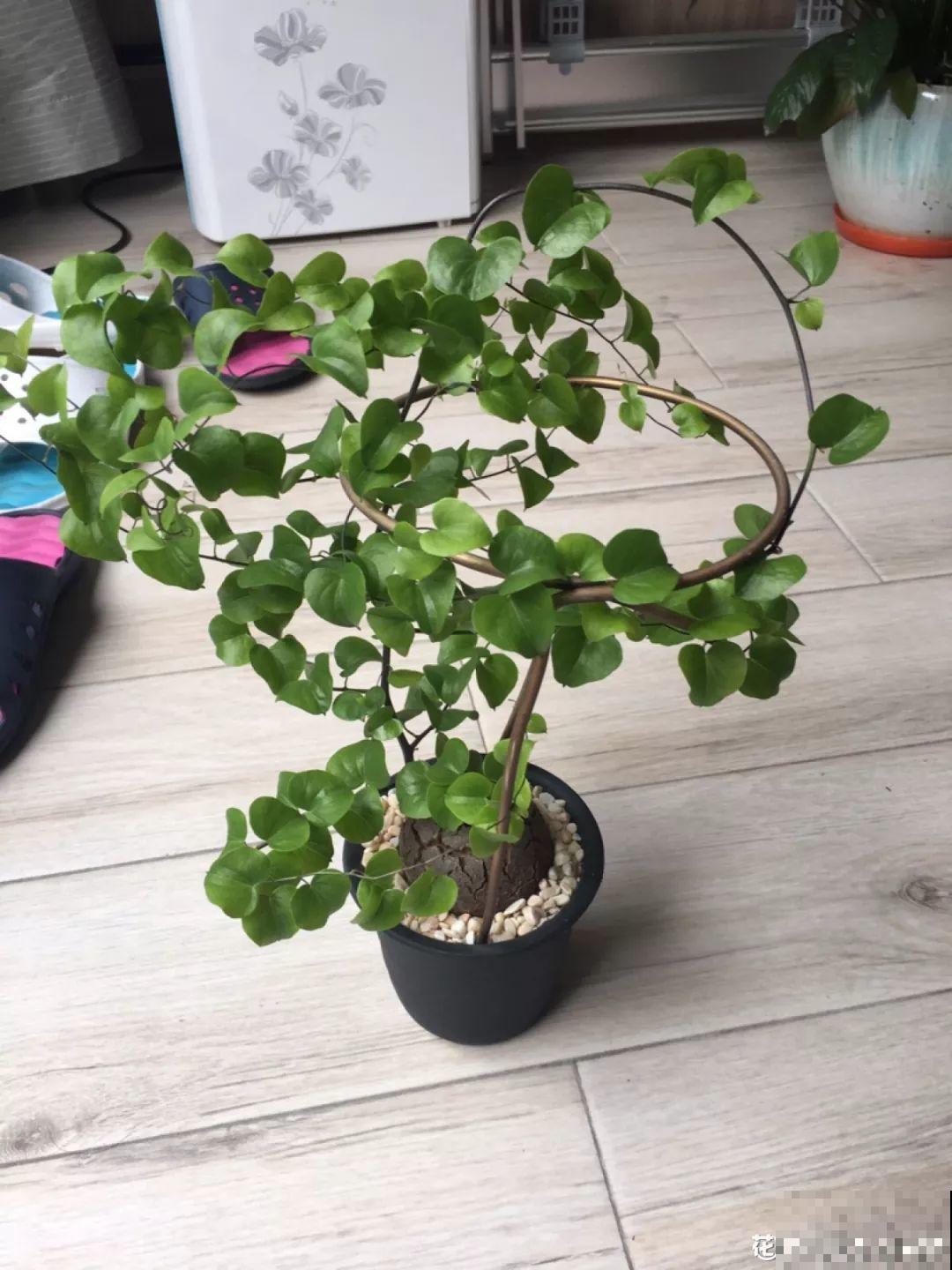 自带啤酒肚的9种花，省心又好养，你就放心出门吧！