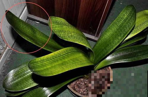 君子兰变成歪脖子咋整？原来都它闹的，教你一招立马复原！