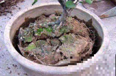 土壤一板结，花就全完蛋，掌握这三招再板结花也呼呼长！