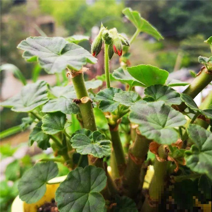 这6种花都有一个不能淋雨的习惯，长斑不说，整株都会烂掉！
