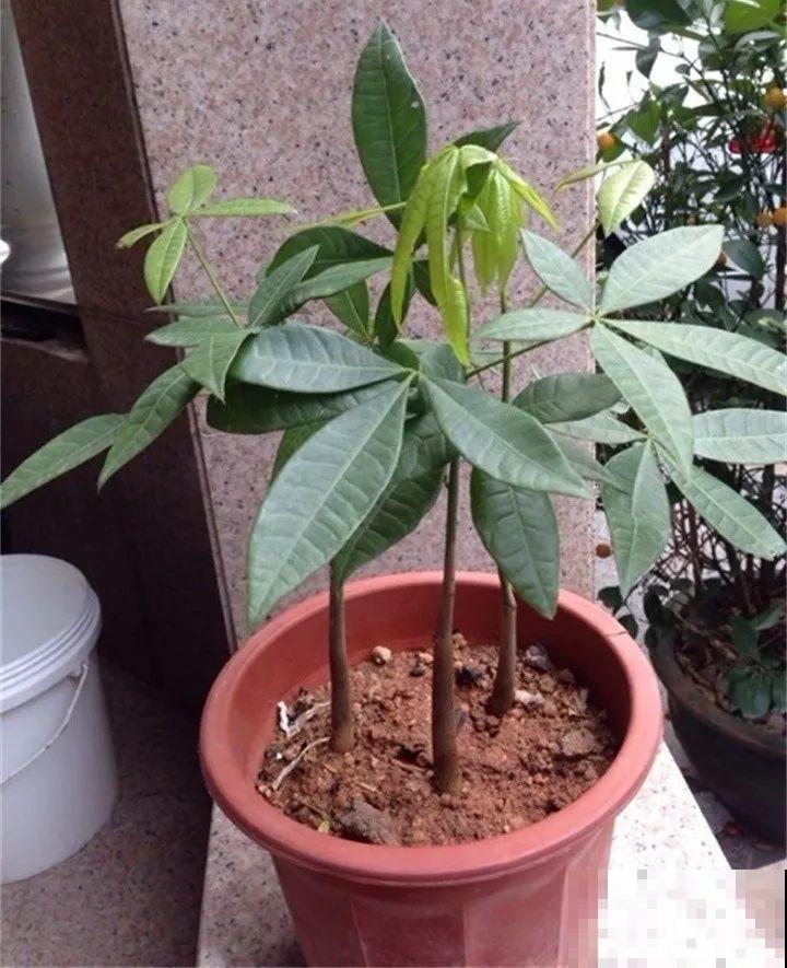 3种便宜花，被爷爷辫成辫子，颜值飙升秒变艺术品！