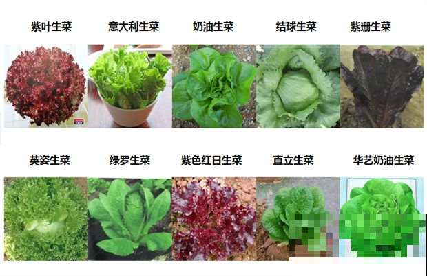 这菜种阳台贼划算，一粒小种子长满盆，摘一棵吃一顿！