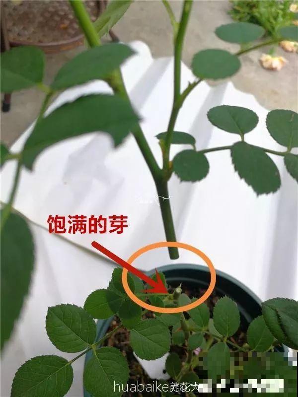 月季秋季修剪神攻略，只要找好位置剪，新芽呼呼冒