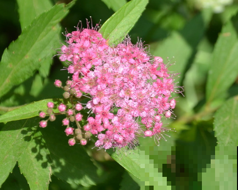 这3种花，从夏天开到现在，丝毫没有停的意思！