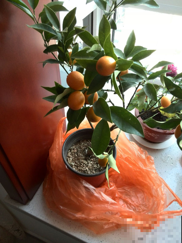 据说土豪富商都在养这植物，镇宅招财保家业，一棵就能聚福纳气