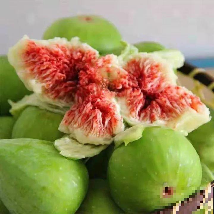 无花果种盆里，1根枝结20个果，吃一茬长一茬！
