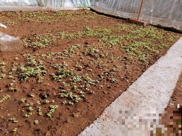 羡慕家里有小菜园的，盛夏季节，通通都爆发！