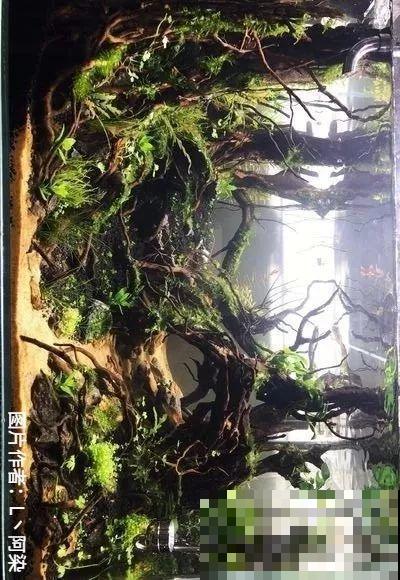 夏天就得养它，扔水里长一缸，7天美成一幅画！