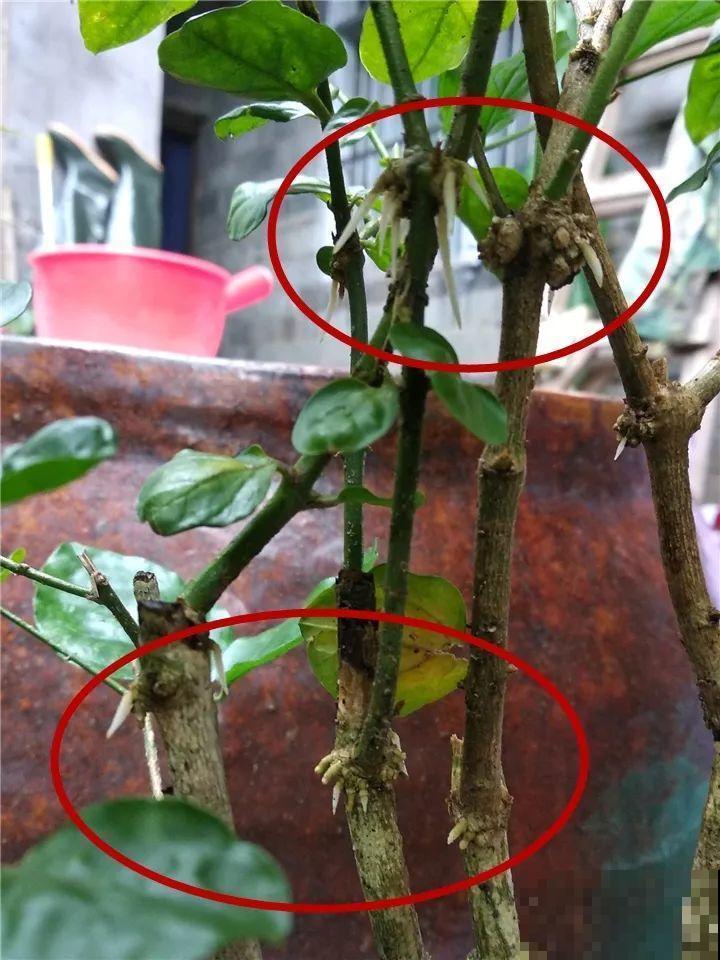3种花就要现在扦插，越热生根越快，再晚就要等明年了！