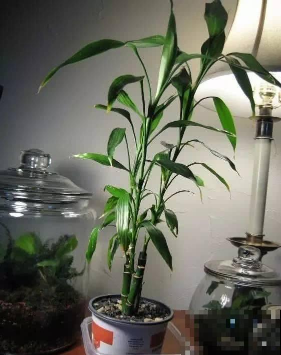 给富贵竹用点肥，越长越精神，比水培省心多了！