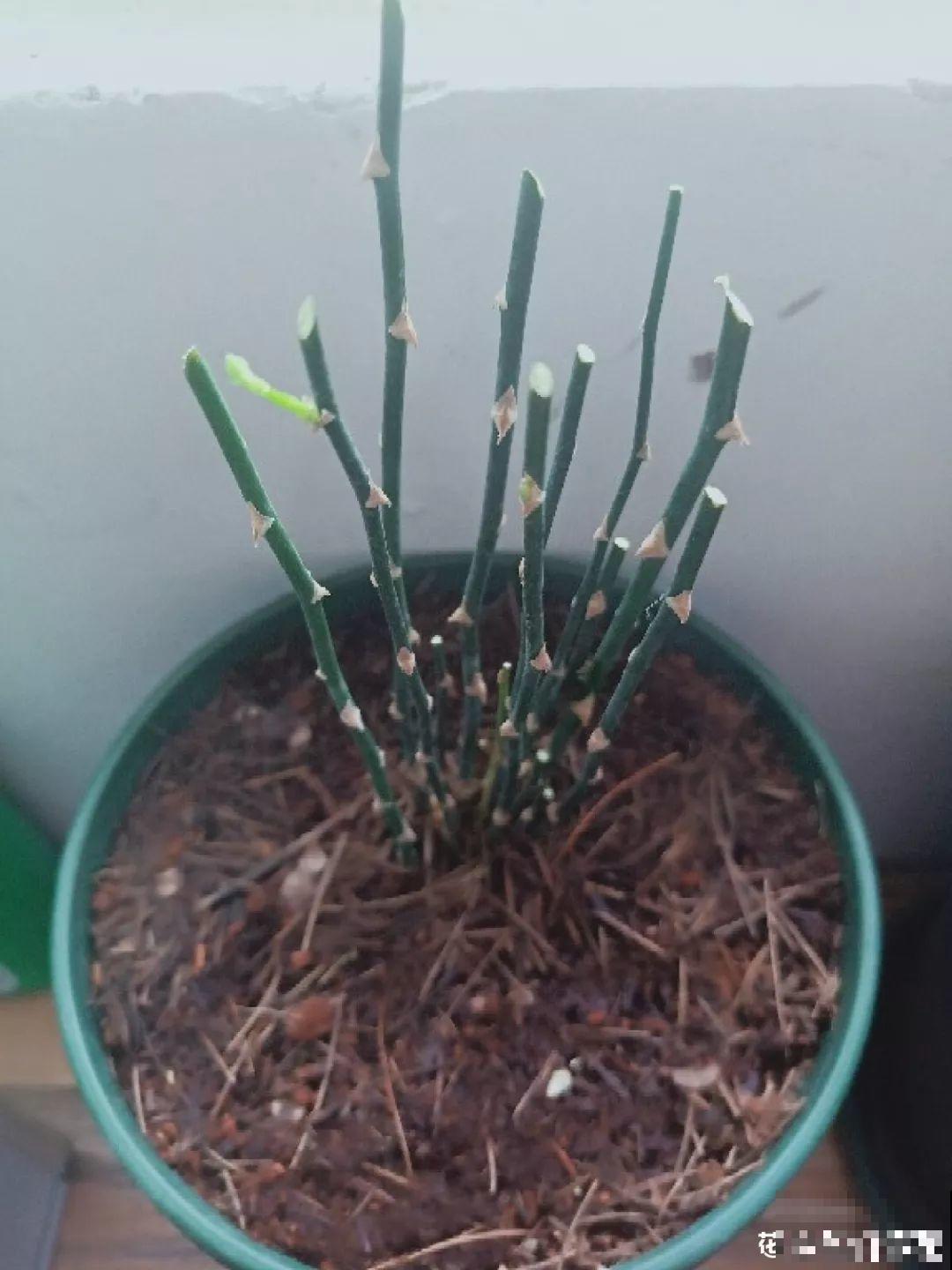 夏天养花不注意防晒，变黑长斑，小心最后只能收空盆！
