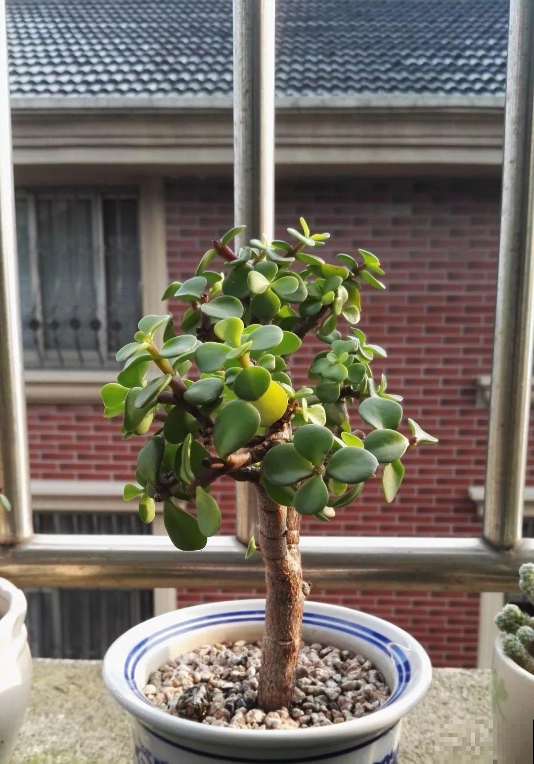 晒不死的花，现在剪1刀开花更猛，嗖嗖长成6层塔，戳屋顶了！