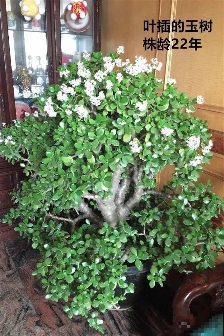 10种花扦插技巧，没事的时候插两盆，多到阳台都放不开！