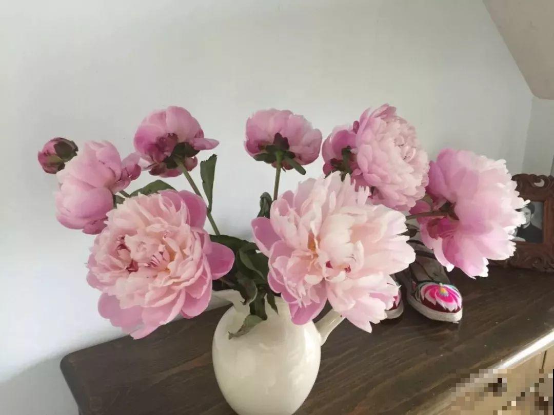 这种吉祥富贵花，秋天都要抢着养，错过再等一年！