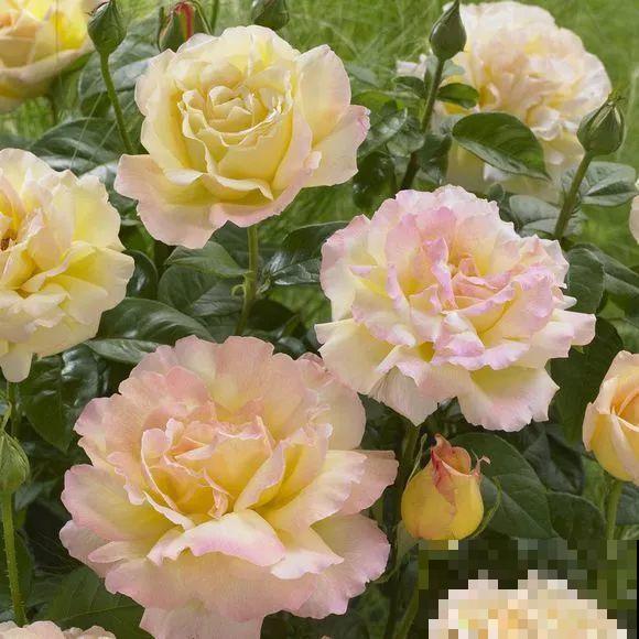 6种大型花，花苞直径20公分，摆家里太大气！