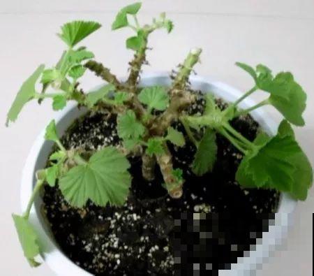 谁说这花夏必死？剪一刀添点土，立秋呼呼长新叶！