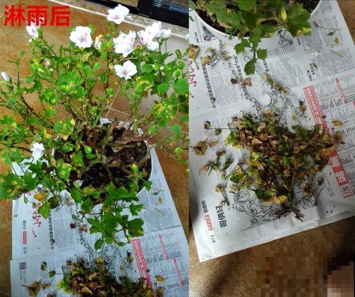 这6种花都有一个不能淋雨的习惯，长斑不说，整株都会烂掉！