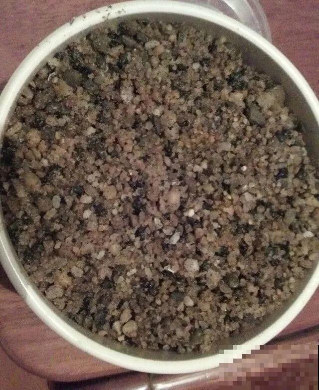 这花一年能开7个月，三伏天也挡不住爆盆，美翻了！