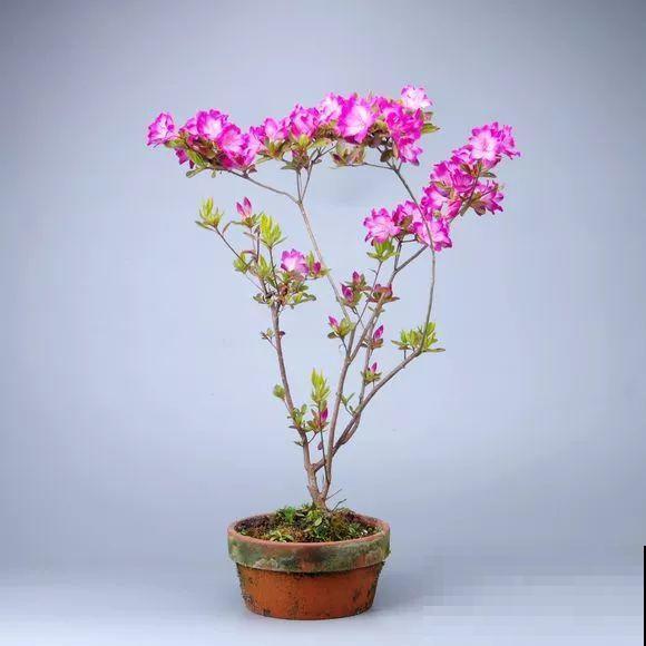 公认难养的花，他花10年时间养成盆景，价值翻倍！