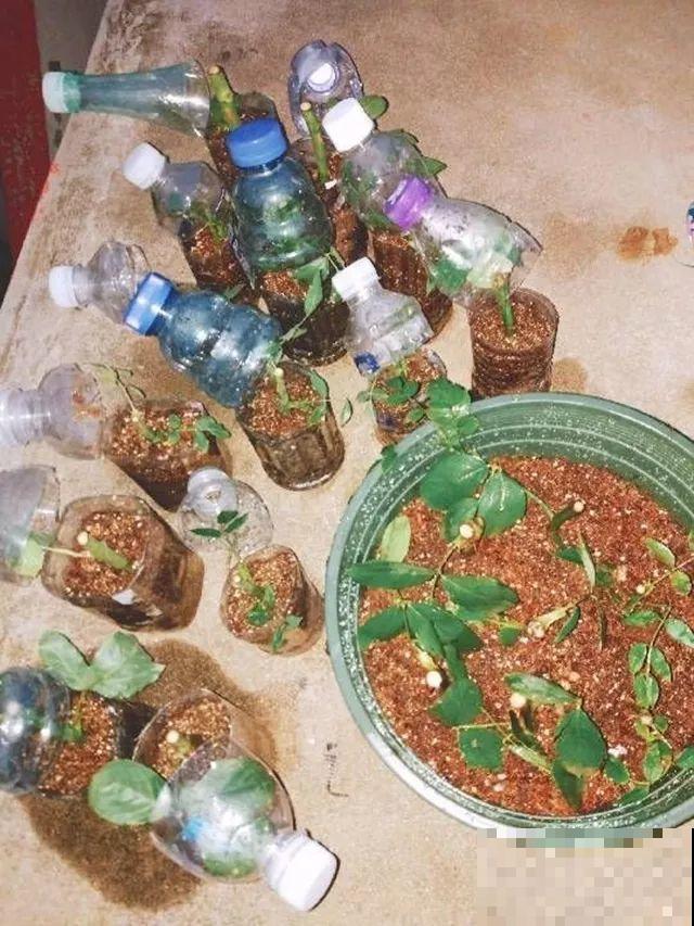 3种花就要现在扦插，越热生根越快，再晚就要等明年了！
