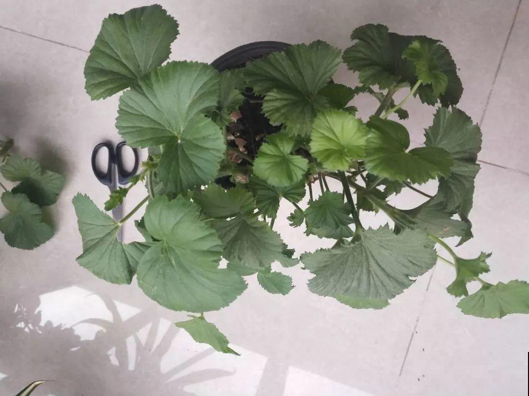 谁说这花夏必死？剪一刀添点土，立秋呼呼长新叶！