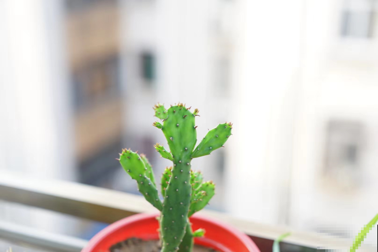 仙人掌是好养，但也别不管，没了营养它咋活！