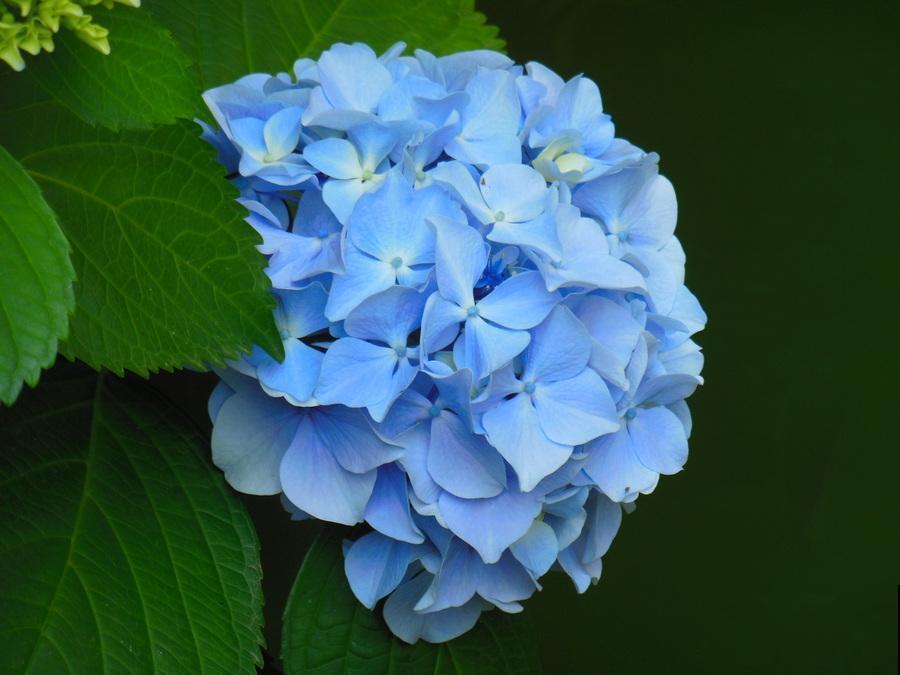 这花没开前像杂草，淋场雨就开花，美成小百合！