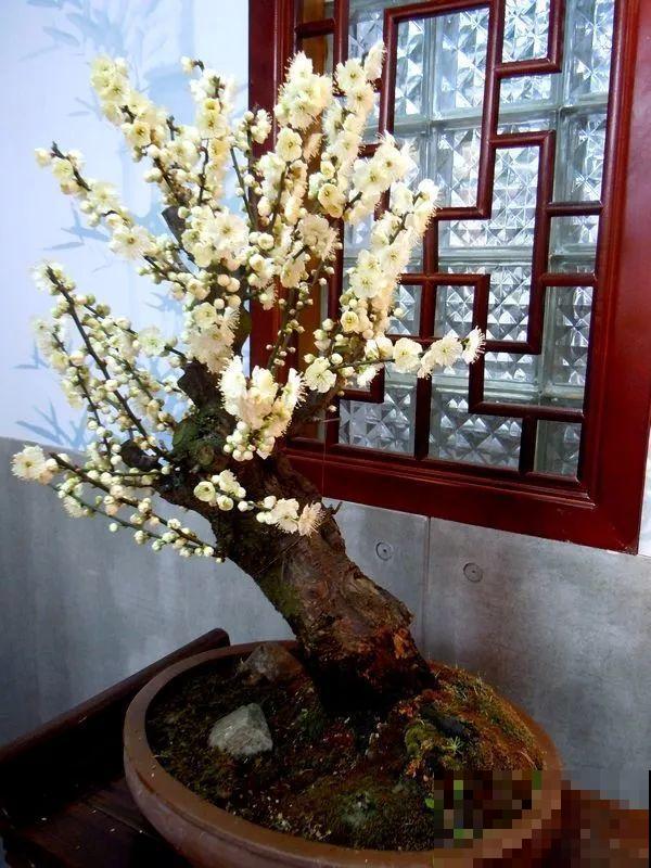 养花的5个好处，堪比人生财富，赚大了！