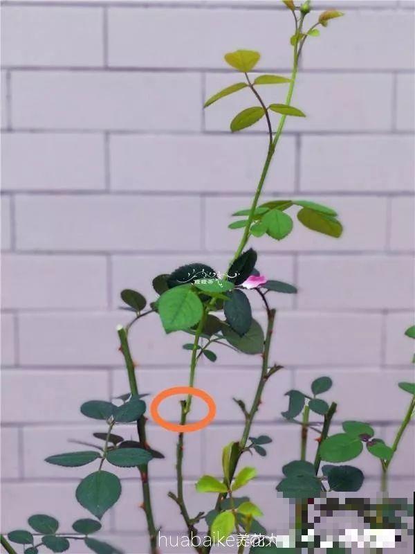 月季秋季修剪神攻略，只要找好位置剪，新芽呼呼冒