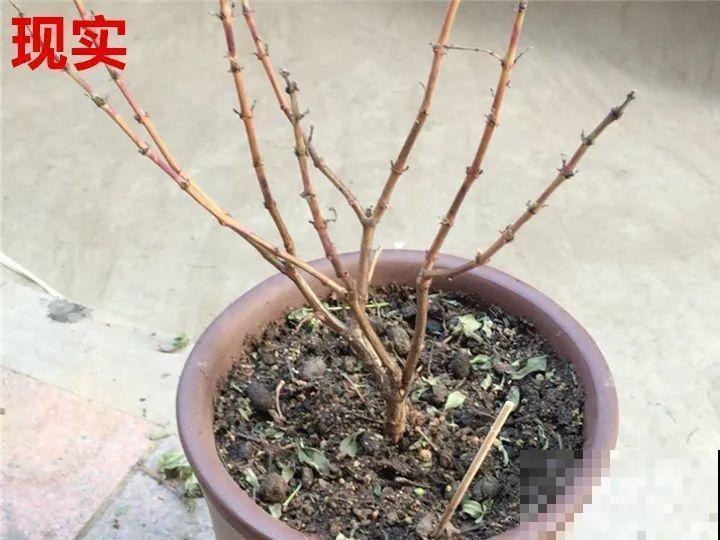 这10种花，年年收空盆，没点经验还真不敢养！