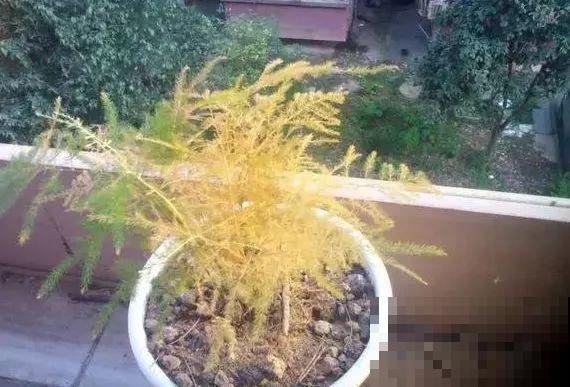 能爬10米高的花，夏天变成绿瀑布，看着就凉快！