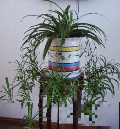 最适合书房养的几种植物，学习工作节节高，还能美化环境除废气！