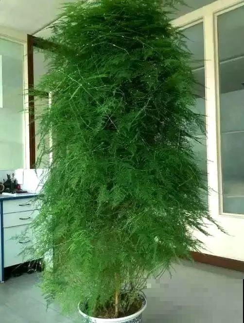 能爬10米高的花，夏天变成绿瀑布，看着就凉快！