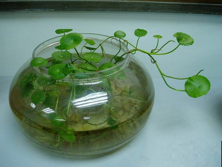 铜钱草越养越瘦？别水培了，扔土里秋天长成“大荷叶”！