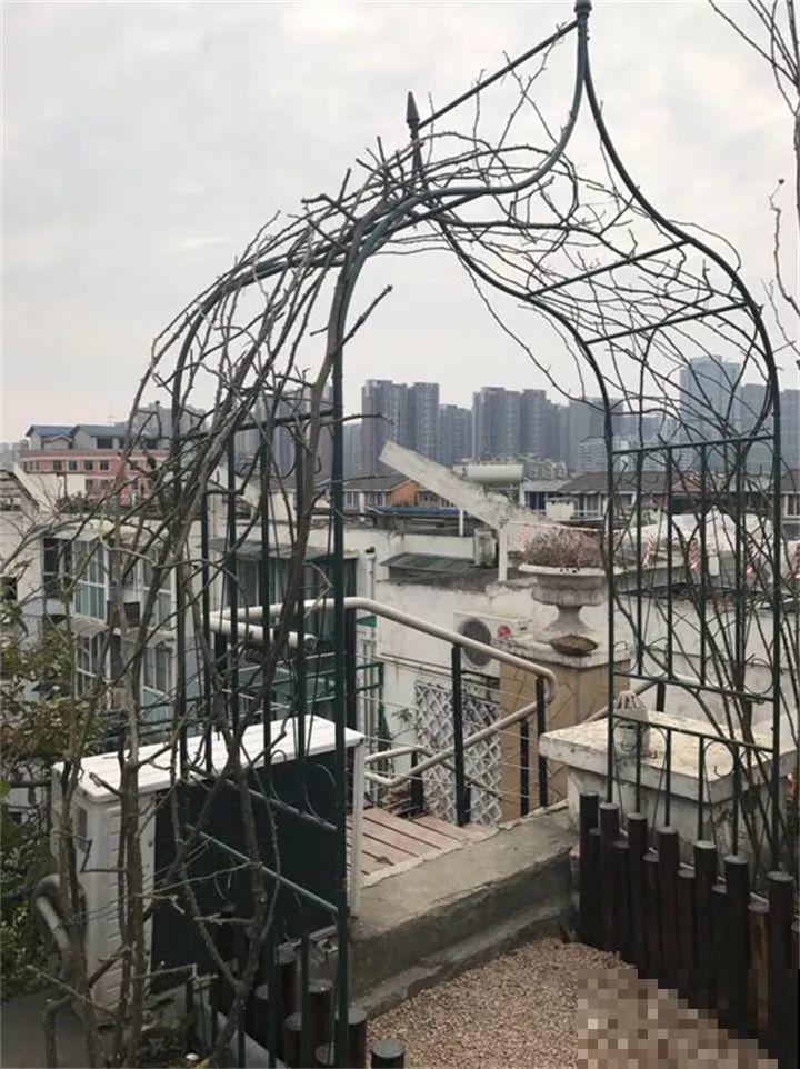 这8种花，拿棍子一绑凹个造型，身价嗖嗖往上翻！