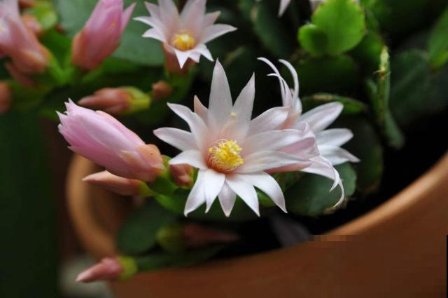 真昙花一次开一两朵，假昙花却能开100朵，怪不得都去抢这假货！