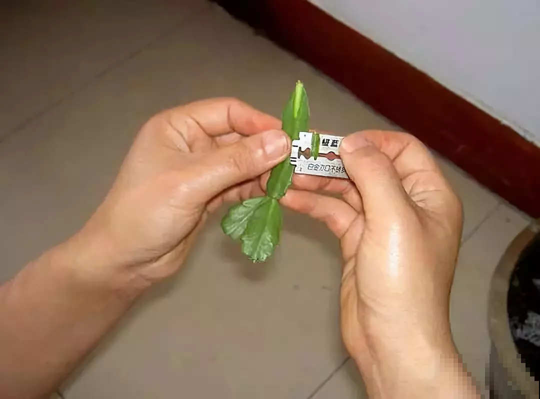 这东西和蟹爪兰天生一对，嫁接百分百活，轻松变身蟹爪兰大树！