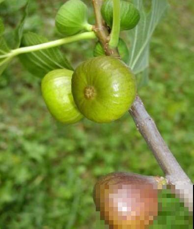 哪怕你是阳台杀手，无花果也特别容易种，结的果全是蜜！