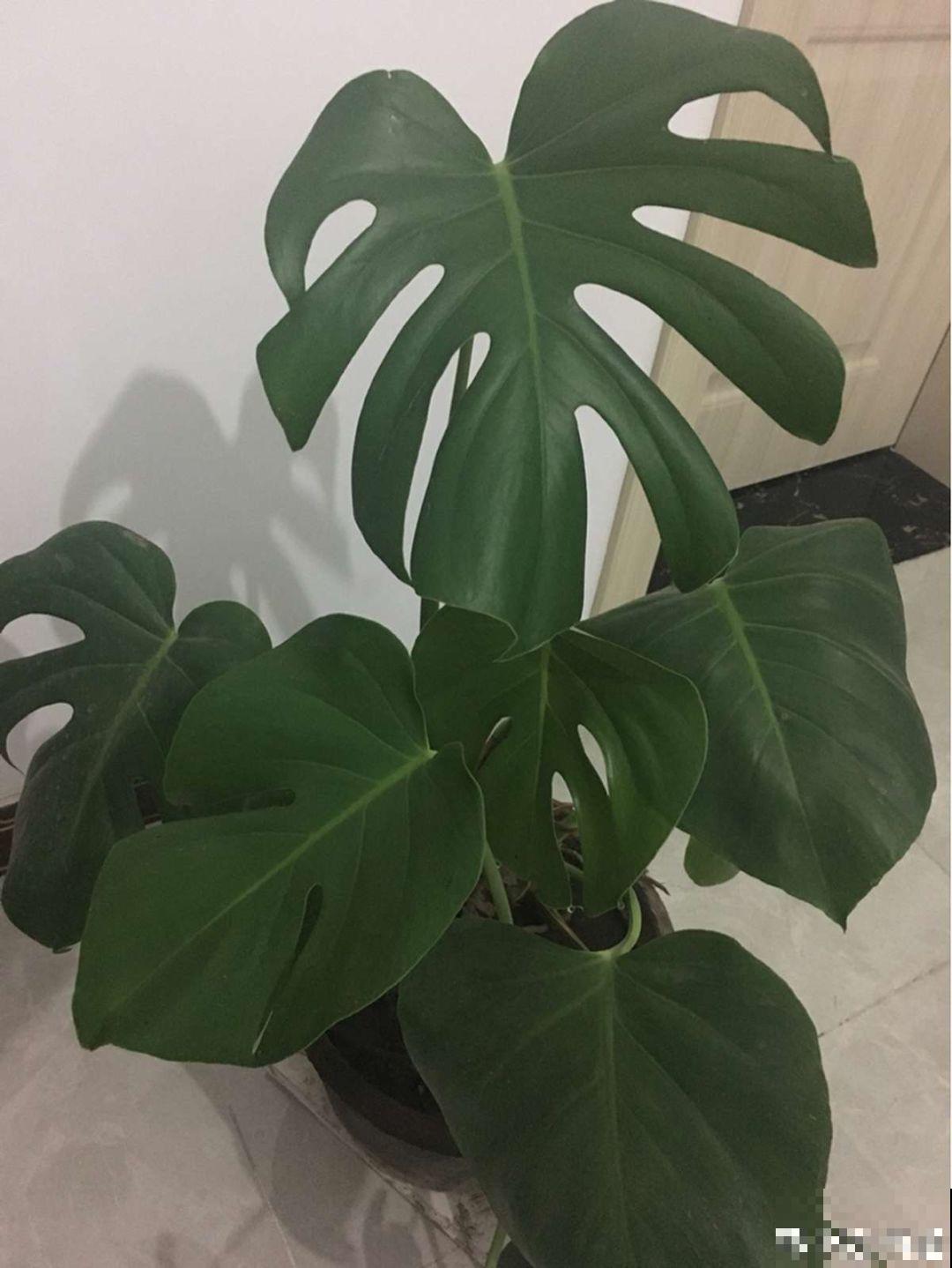 10种耐阴又好养的花，叶子油亮还茂盛，就是一个天然的净化器！
